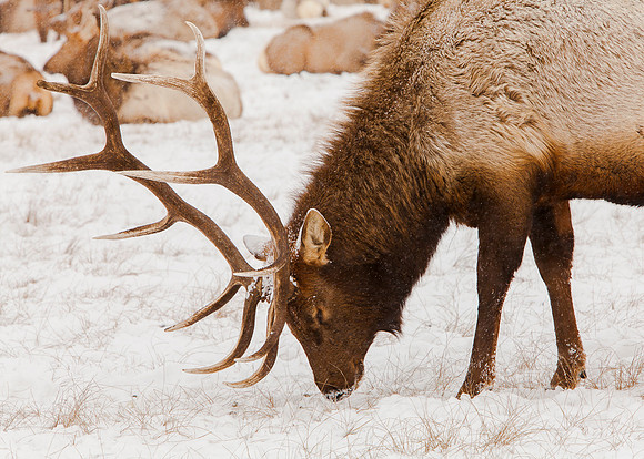 Jackson Hole
