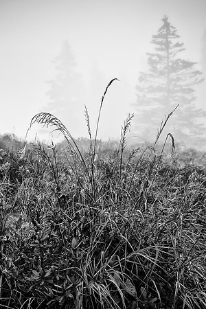 Acadia Fog