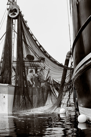 Purse Seining 5