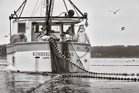 Purse Seining 4