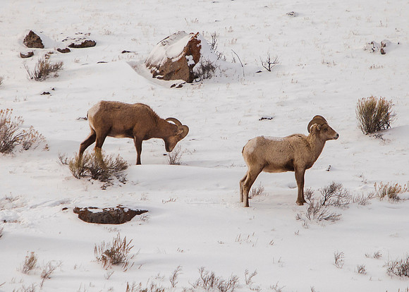 Jackson Hole