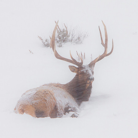 Jackson Hole