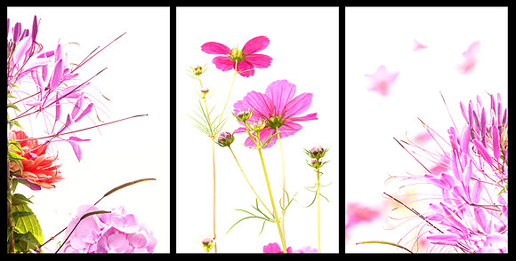 flower Trip