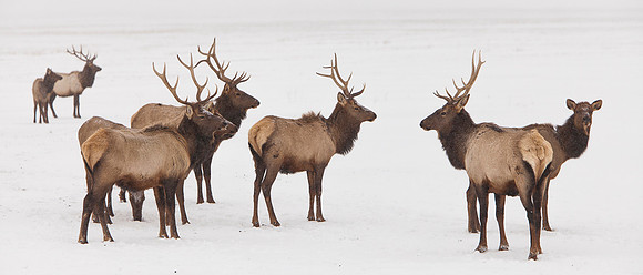 Jackson Hole