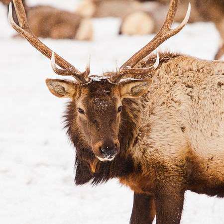 Jackson Hole