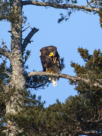 StellerSeaEagle-49316