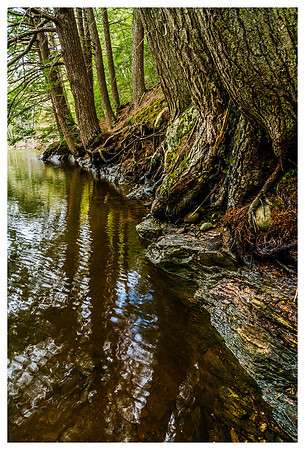 Saunders Preserve_DSC0882-Edit