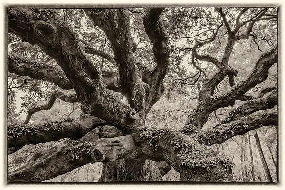 Charleston SC - DSC00483