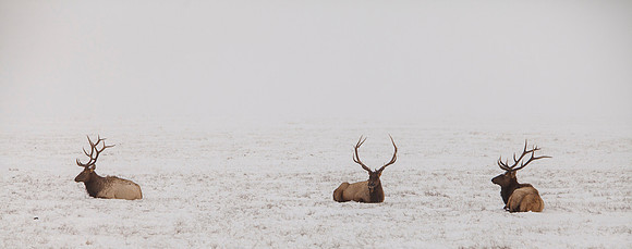Jackson Hole